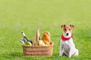 Dog-пикник Dog-пикник
