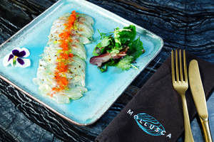 Mollusca