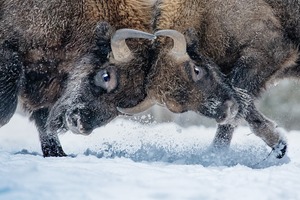 Первозданная Россия Первозданная Россия