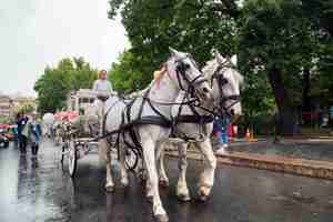 цветов цветов