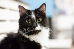 Котофейня