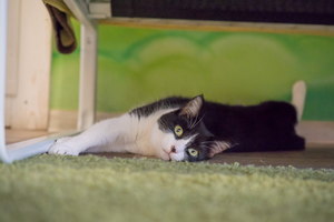 Котофейня