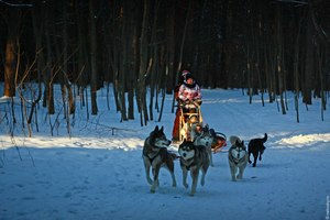 На хаски от Кузьминок до Аляски