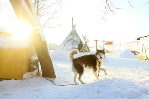 На хаски от Кузьминок до Аляски