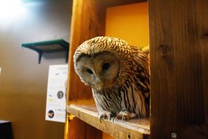 Совиный дом | Owldom