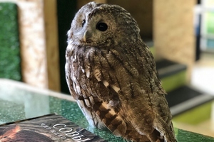 Совиный дом | Owldom