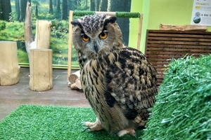 Совиный дом | Owldom