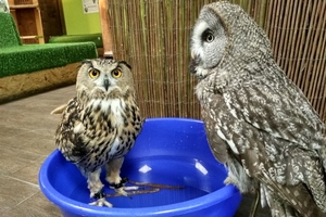Совиный дом | Owldom