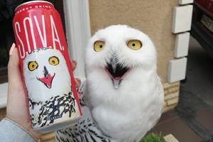 Совиный дом | Owldom