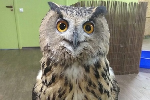 Совиный дом | Owldom