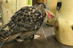 Совиный дом | Owldom