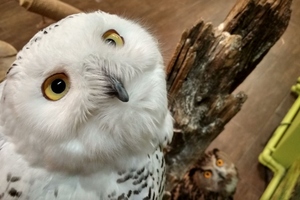 Совиный дом | Owldom