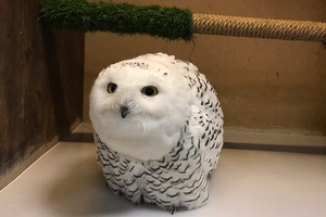 Совиный дом | Owldom