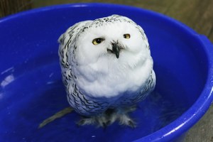 Совиный дом | Owldom