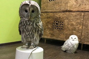 Совиный дом | Owldom