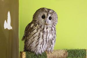 Совиный дом | Owldom