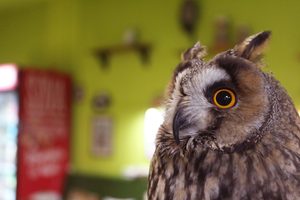 Совиный дом | Owldom
