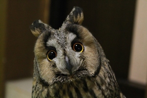 Совиный дом | Owldom