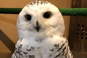 Совиный дом | Owldom