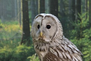 Совиный дом | Owldom