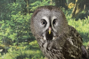 Совиный дом | Owldom