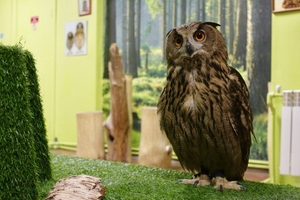 Совиный дом | Owldom