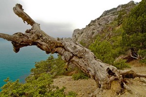 В Крыму