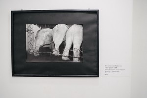 Цирк. Дети. Праздник Цирк. Дети. Праздник