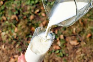 Молочные продукты: здоровье или риск? Молочные продукты: здоровье или риск?