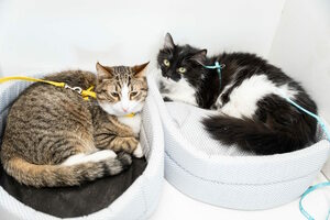 Котики, которые любят Котики, которые любят