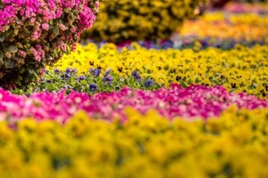 Фестиваль цветов Фестиваль цветов
