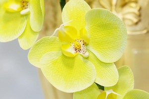 Fleur
