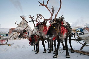 Неделя народов Сибири