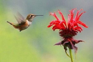 Сновидение навстречу друг другу Сновидение навстречу друг другу