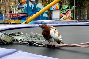 Центральный парк Центральный парк
