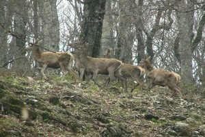Романовская дорога