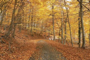 Романовская дорога