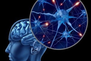 Почему нейроны ничего не решают? Почему нейроны ничего не решают?