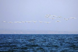 Лебяжьи острова